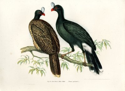 Galeated Curassow by German School